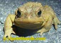 /home//u458753944/public_html/sourcegallery//////Roxborough Toad Detour/2013-2019/2013/2013-04-09/P1120040.JPG